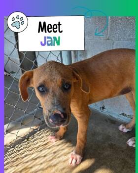 Jan -  Labrador Retriever Dog for Adoption in Sulphur, Kentucky - Jan | PetCurious