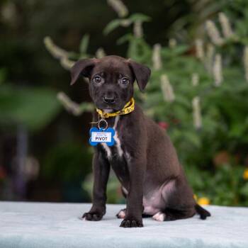 Pivot -  Labrador Retriever and Terrier Dog for Adoption in Wake Forest, North Carolina - Pivot | PetCurious