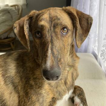 Maple -  Mixed Breed Dog for Adoption in Kennebunk, Maine - Maple | PetCurious
