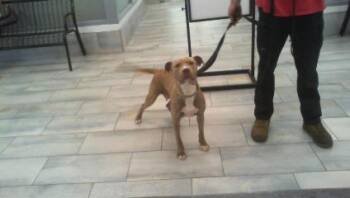 DUCHESS -  Mixed Breed Dog for Adoption in Charlotte, North Carolina - DUCHESS | PetCurious