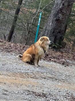 Australian Shepherd and Shepherd Dogs Available for Adoption - Loyal T | PetCurious