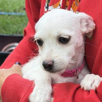Lola -  Chihuahua Dog for Adoption in Louise, Texas - Lola | PetCurious