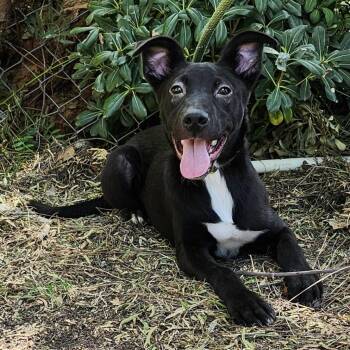 Labrador Retriever Dogs Available for Adoption - Smoochy Poo | PetCurious
