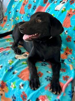 Satin -  Mixed Breed Dog for Adoption in Taycheedah, Wisconsin - Satin | PetCurious