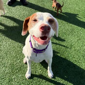 Rosie -  Hound Dog for Adoption in Brockton, Massachusetts - Rosie | PetCurious