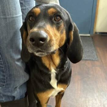 Black And Tan Coonhound Dogs Available for Adoption in Prineville, Oregon - Scout | PetCurious