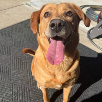Lucy -  Yellow Labrador Retriever and Mixed Breed Dog for Adoption in Milan, Illinois - Lucy | PetCurious