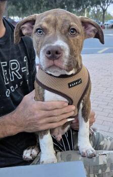 Todo -  Pit Bull Terrier and American Staffordshire Terrier Dog for Adoption in Pompano Beach, Florida - Todo | PetCurious