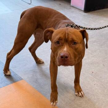 Emerald -  Mixed Breed Dog for Adoption in Philadelphia, Pennsylvania - Emerald | PetCurious