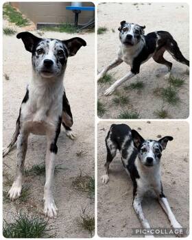 PANDA -  Australian Shepherd Dog for Adoption in Pemberton Township, New Jersey - PANDA | PetCurious