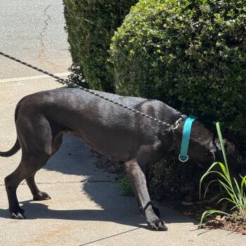 Mary -  Mixed Breed Dog for Adoption in Winston-salem, North Carolina - Mary | PetCurious