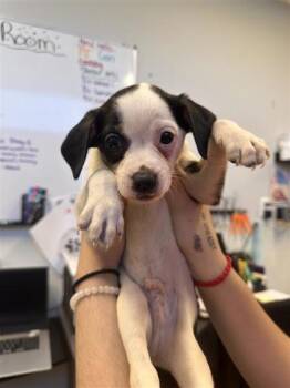 Sokka -  Mixed Breed Dog Available for Adoption in West Chester, Pennsylvania - Sokka | PetCurious