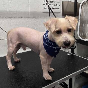 El Grenas -  Maltese Dog for Adoption in Edinburg, Texas - El Grenas | PetCurious