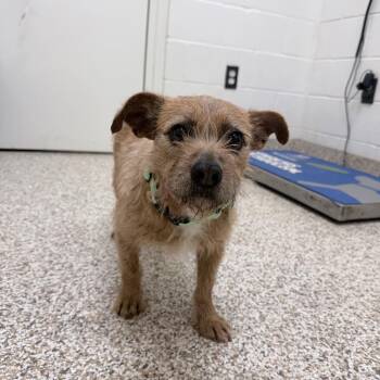 Mixed Breed Dogs Available for Adoption in Auburn, Alabama - Loretta | PetCurious