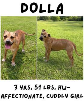 Dolla -  Boxer and Black Mouth Cur Dog for Adoption in Albany, Georgia - Dolla | PetCurious