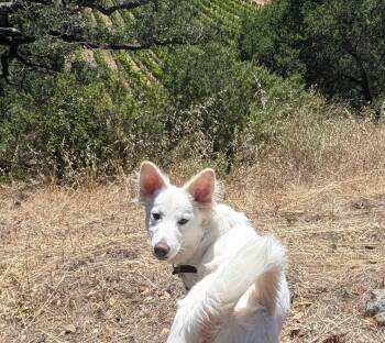Sugar -  Collie and Shepherd Dog for Adoption in Santa Rosa, California - Sugar | PetCurious