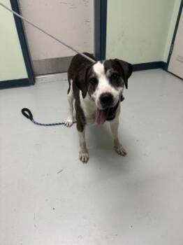 Pancho -  Mixed Breed Dog for Adoption in Savannah, Georgia - Pancho | PetCurious