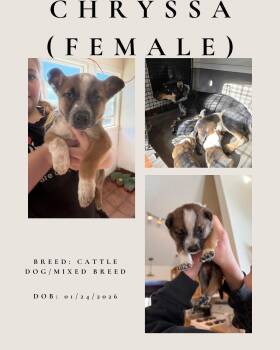 Australian Cattle Dog Blue Heeler Dogs Available for Adoption - Chryssa  | PetCurious