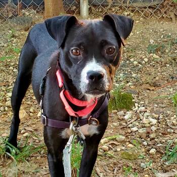 Tamsyn -  Boxer and Mixed Breed Dog for Adoption in Falls Church, Virginia - Tamsyn | PetCurious