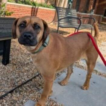 Vienna -  Pit Bull Terrier and Mixed Breed Dog for Adoption in Richmond, Virginia - Vienna | PetCurious