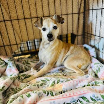 Rescue Chihuahua Dogs for Adoption in Brownsboro, Alabama - Shirley | PetCurious