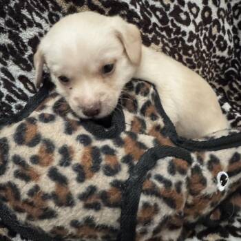 Miniature Poodle Dogs Available for Adoption - Chip | PetCurious