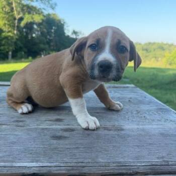 Hudson -  Mixed Breed Dog for Adoption in Valley, Alabama - Hudson | PetCurious