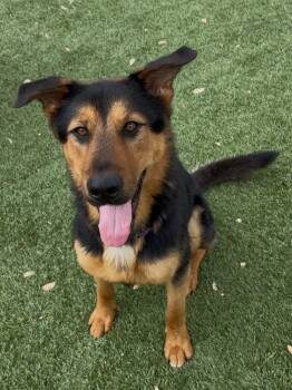 German Shepherd Dog Dogs Available for Adoption in Dallas, Texas - Jackson (CP) | PetCurious