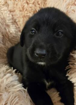 Dickensons / Pixie -  Labrador Retriever and Mixed Breed Dog for Adoption in Broomfield, Colorado - Dickensons / Pixie | PetCurious