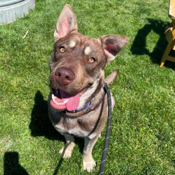 Rosco -  Husky and German Shepherd Dog Dog for Adoption in Prineville, Oregon - Rosco | PetCurious