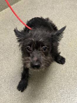 Terrier Dogs Available for Adoption in Las Vegas, Nevada - MILEY CYRUS | PetCurious