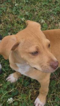 Mixed Breed Dogs Available for Adoption in Taycheedah, Wisconsin - Vice | PetCurious