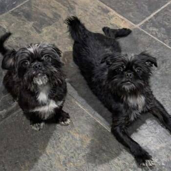 Shih Tzu and Cairn Terrier Dogs Available for Adoption - Ted | PetCurious