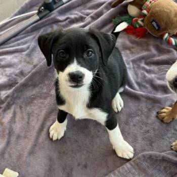 Stargazer -  Mixed Breed Dog for Adoption in Bentonville, Arkansas - Stargazer | PetCurious
