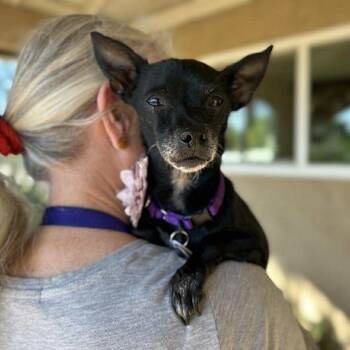 Rescue Chihuahua Dogs for Adoption in Ramona, California - Licorice | PetCurious