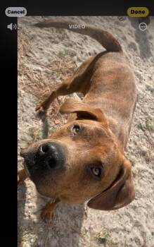 Tommy -  Hound Dog for Adoption in Holly Springs, North Carolina - Tommy | PetCurious