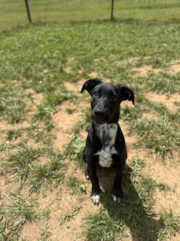 Black Labrador Retriever Dogs Available for Adoption in Lebanon, Tennessee - Dora | PetCurious