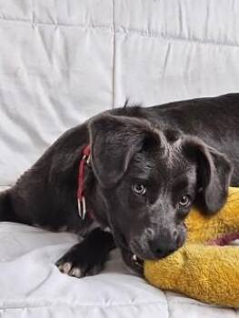 Shenzi -  Rhodesian Ridgeback Dog for Adoption in Henderson, Texas - Shenzi | PetCurious