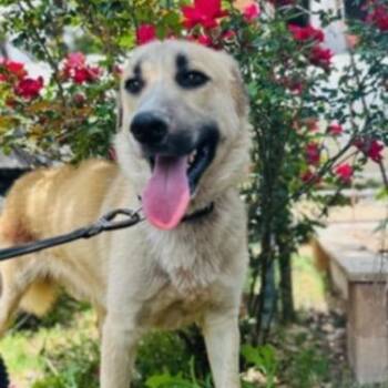 Rescue Anatolian Shepherd Dogs for Adoption in Saint George, Vermont - Arthur | PetCurious