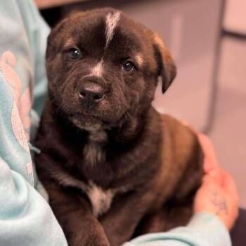 Mixed Breed Dogs Available for Adoption - Chris | PetCurious