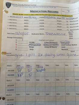 Husky Dogs Available for Adoption - 2026-01-133 *Onyx* | PetCurious