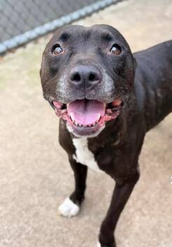 Vicky -  Pit Bull Terrier Dog for Adoption in Chicago, Illinois - Vicky | PetCurious