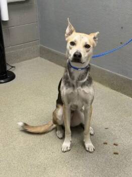 DEVON -  German Shepherd Dog and Mixed Breed Dog for Adoption in Las Vegas, Nevada - DEVON | PetCurious