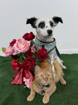 Dalmatian and Cocker Spaniel Dogs Available for Adoption in Carlsbad, California - Cruella-One Of Our Amazing Rescue Dogs | PetCurious