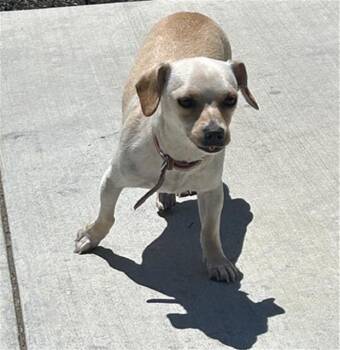 LATTE -  Chihuahua and Mixed Breed Dog for Adoption in Santa Rosa, California - LATTE | PetCurious