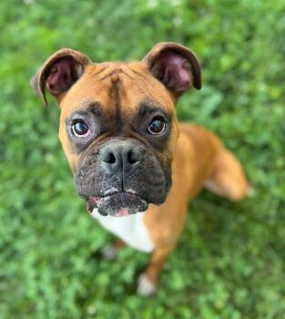 Rescue Boxer Dogs for Adoption in Ashland, Kentucky - Rascal Jr. | PetCurious