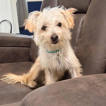 Honey -  Maltese and Mixed Breed Dog for Adoption in Avon, Ohio - Honey | PetCurious