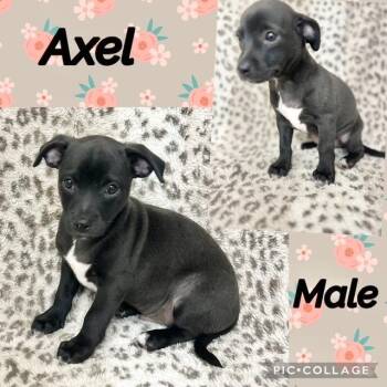 Axel -  Chiweenie Dog for Adoption in Manchester, Connecticut - Axel | PetCurious