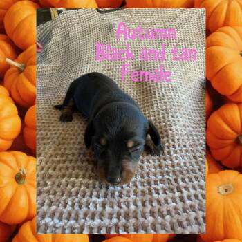 Autumn -  Miniature Dachshund Dog for Sale in Brookhaven, Mississippi - Autumn | PetCurious