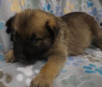 Gary -  Shepherd Dog Available for Adoption in Thief River Falls, Minnesota - Gary | PetCurious
